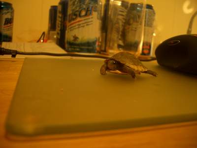 unterwegs auf dem mauspad