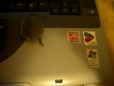 computerschildkroete